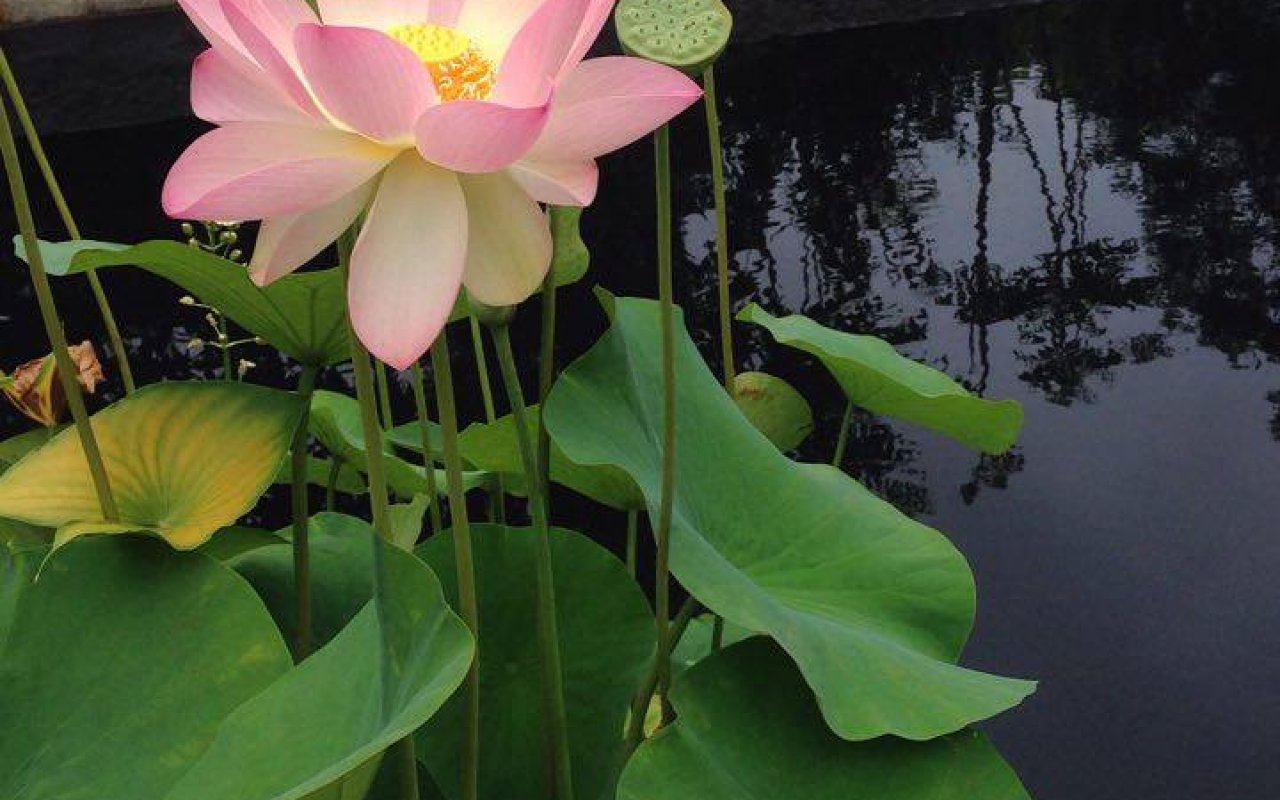 festival international des jardins