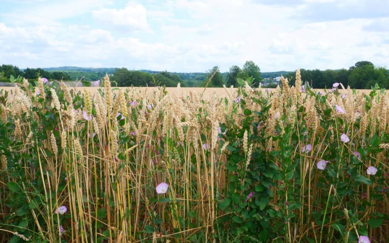 auvers sur oise van gogh champs