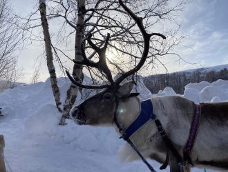 Reindeer