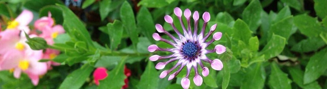 Le Festival International des Jardins